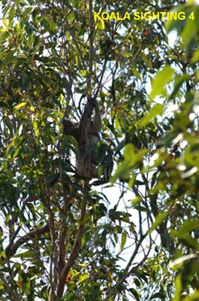 4_Koala male breeding activity_8Nov2013.jpg